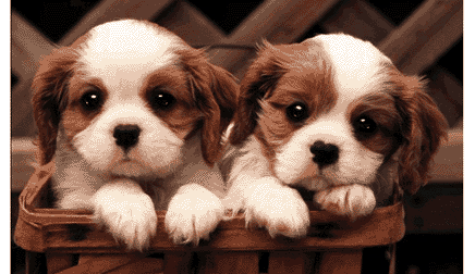 image2.gif - 47994 Bytes