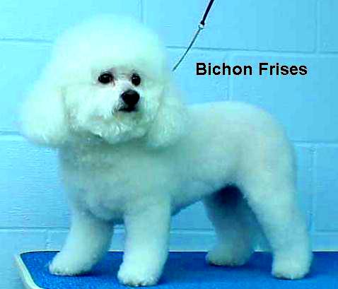bichon.jpg - 37997 Bytes