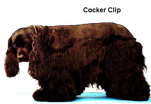 cocker.jpg - 37997 Bytes