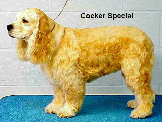 cockersp.jpg - 37997
Bytes