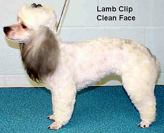 lamb.jpg - 37997 Bytes