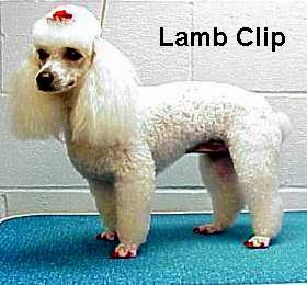lamb1.jpg - 37997 Bytes
