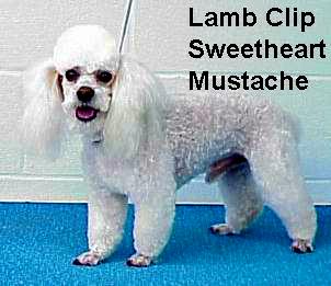 lamb2.jpg - 37997 Bytes