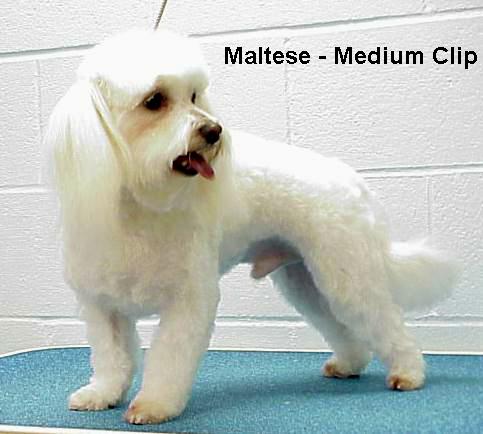maltmed.jpg - 37997 Bytes