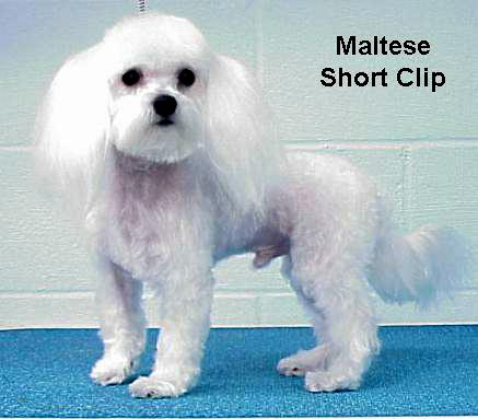 maltshrt.jpg - 37997 Bytes