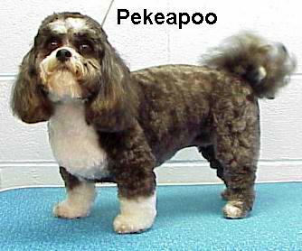 pekepoo.jpg - 37997 Bytes