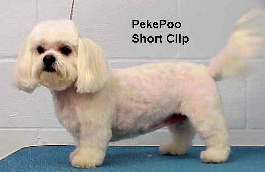 pekepoo2.jpg - 37997 Bytes