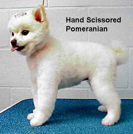 pom.jpg - 37997 Bytes
