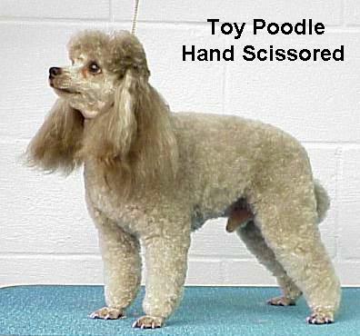 poodle.jpg - 37997 Bytes