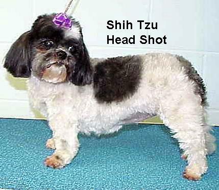 shihmed.jpg - 37997 Bytes
