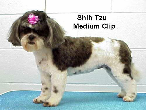 shihmed1.jpg - 37997 Bytes