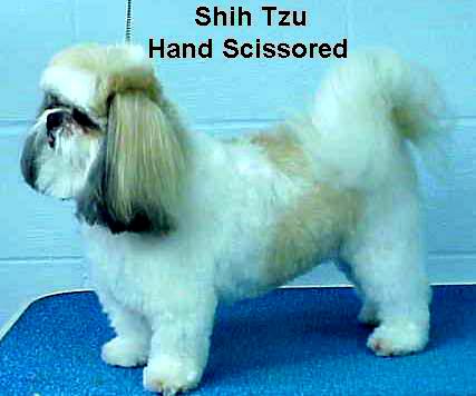 shihscis.jpg - 37997 Bytes