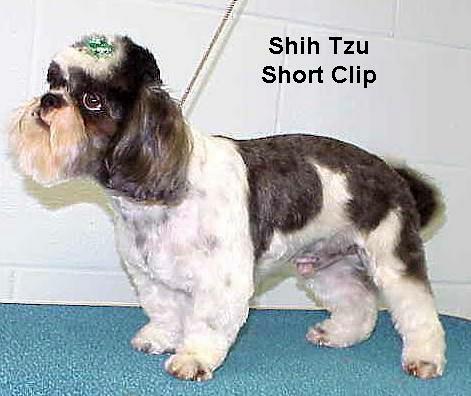 shihshrt.jpg - 37997 Bytes