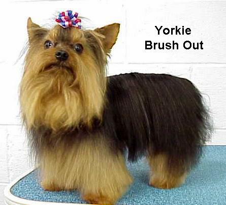 yorklong.jpg - 37997 Bytes