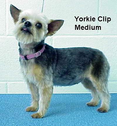 yorkmed.jpg - 43447 Bytes