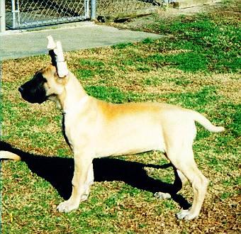 linzi2.jpg - 54008 Bytes